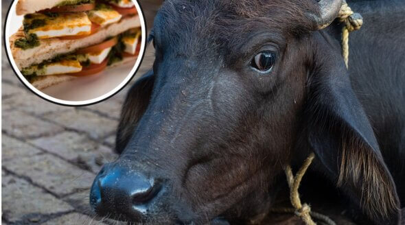 Paneer’s Hidden Cost: Cruelty to Cows and Buffalo