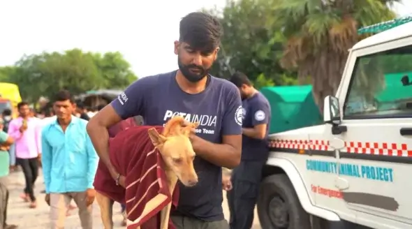 Dozens of Animals Survive Delhi’s Floodwaters Thanks to PETA India Team