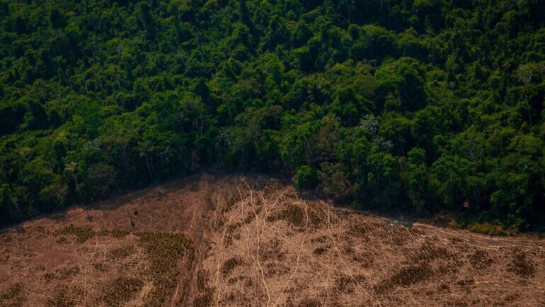 A deforested forest, partly caused by animal agriculture