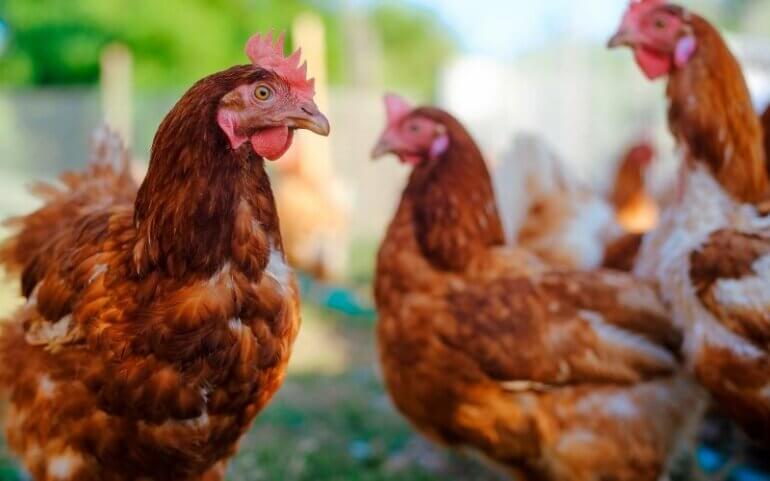 Chickens in a sanctuary