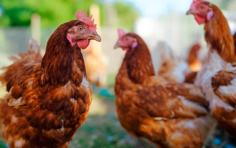 Chickens in a sanctuary