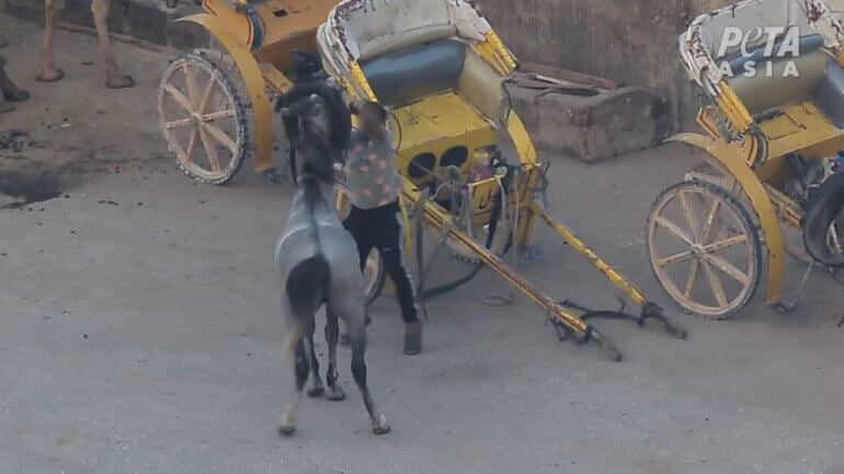 A horse being whipped at the Egypt pyramids