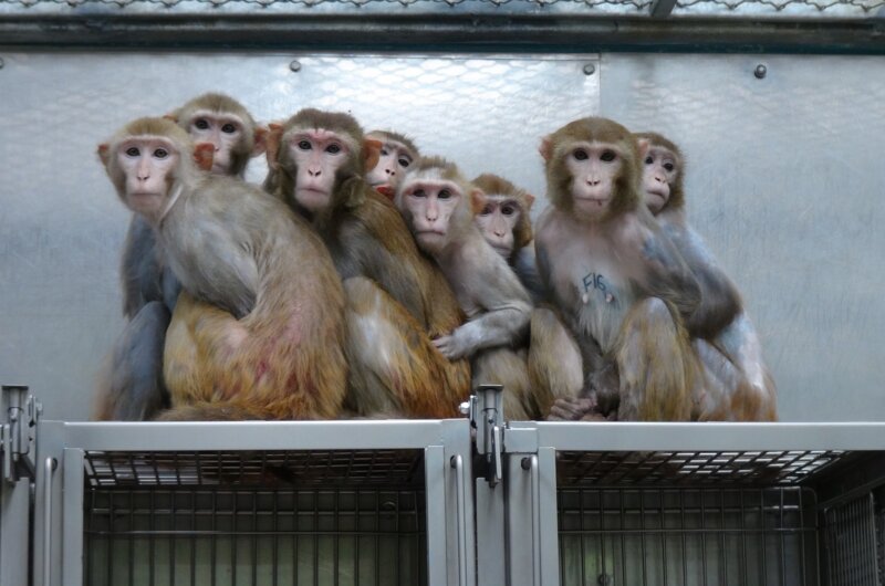 Monkeys in lab