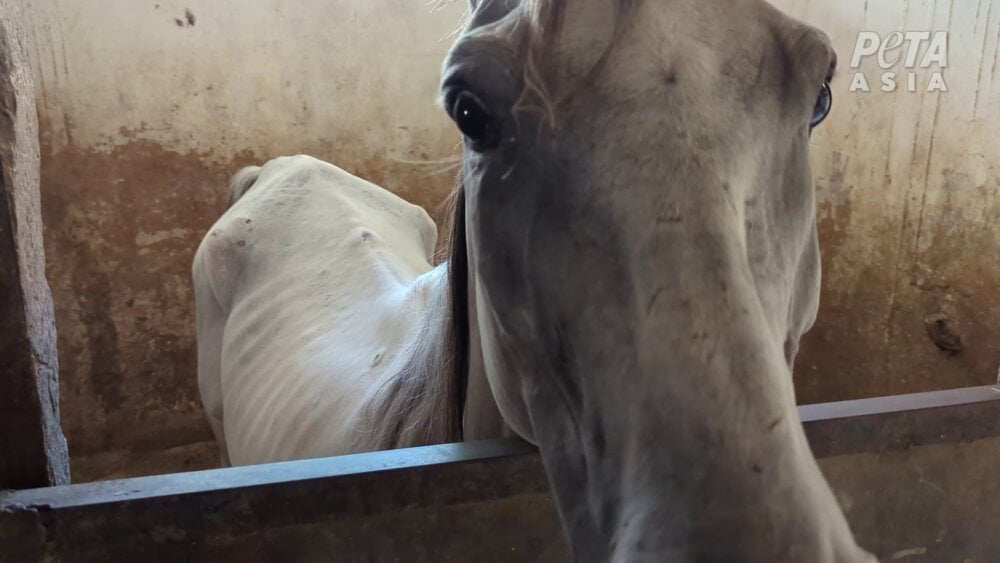 An emaciated horse in a stable at the Egypt pyramids