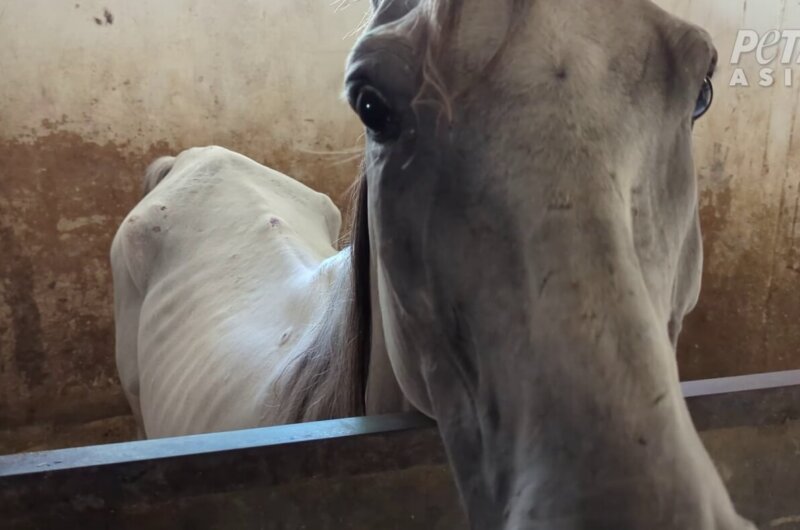 An emaciated horse in a stable at the Egypt pyramids