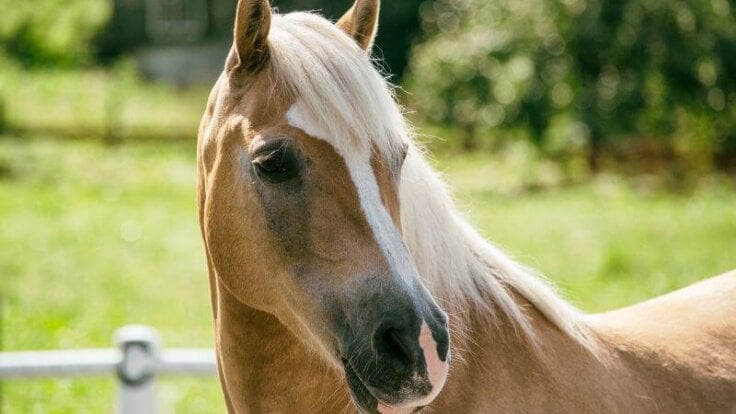 A horse in a green field