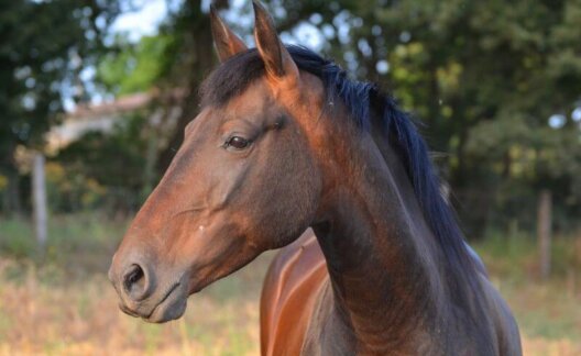 A horse in a green field
