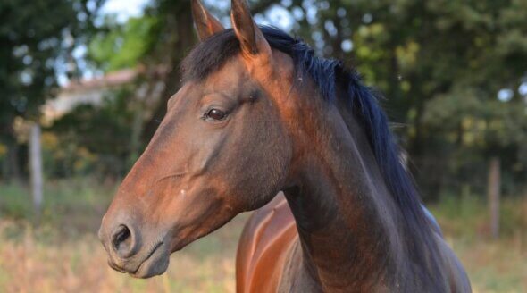 Horse-Drawn Carriages Banned From Prague Centre