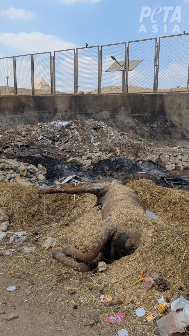 A dead horse in front of the Giza pyramids