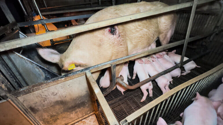 A pig in a farrowing crate