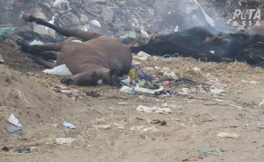 A dead horse surrounded by rubbish at the Pyramids