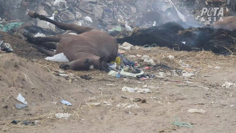 A dead horse surrounded by rubbish at the Pyramids
