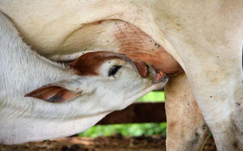 A calf suckling from her mother
