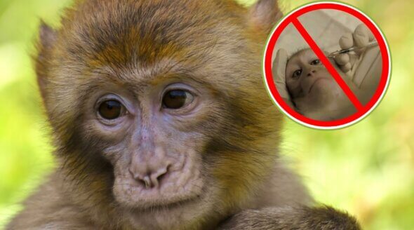 Victory for Monkeys! The Netherlands to Cut Funding for Cruel Experiments