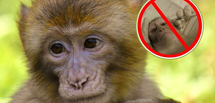 Breakthrough for Monkeys! Dutch Parliament Passes Lifesaving Amendment