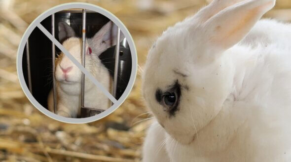 UK Government Unveils Plan to End Cruel Animal Tests