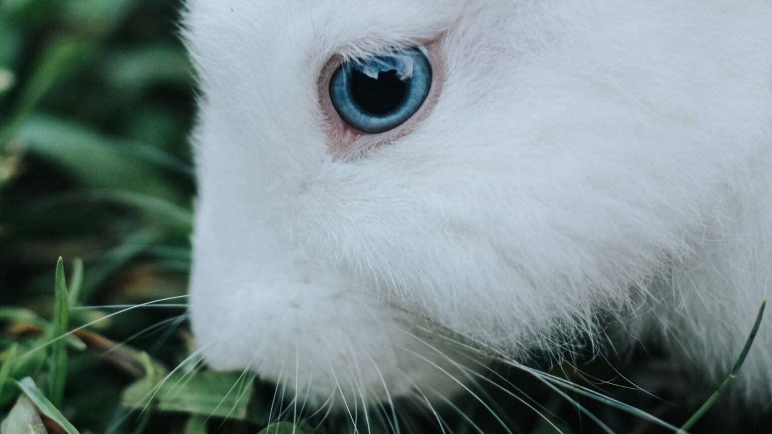 38 Rabbits’ Spines Crushed in “Human Posture” Study