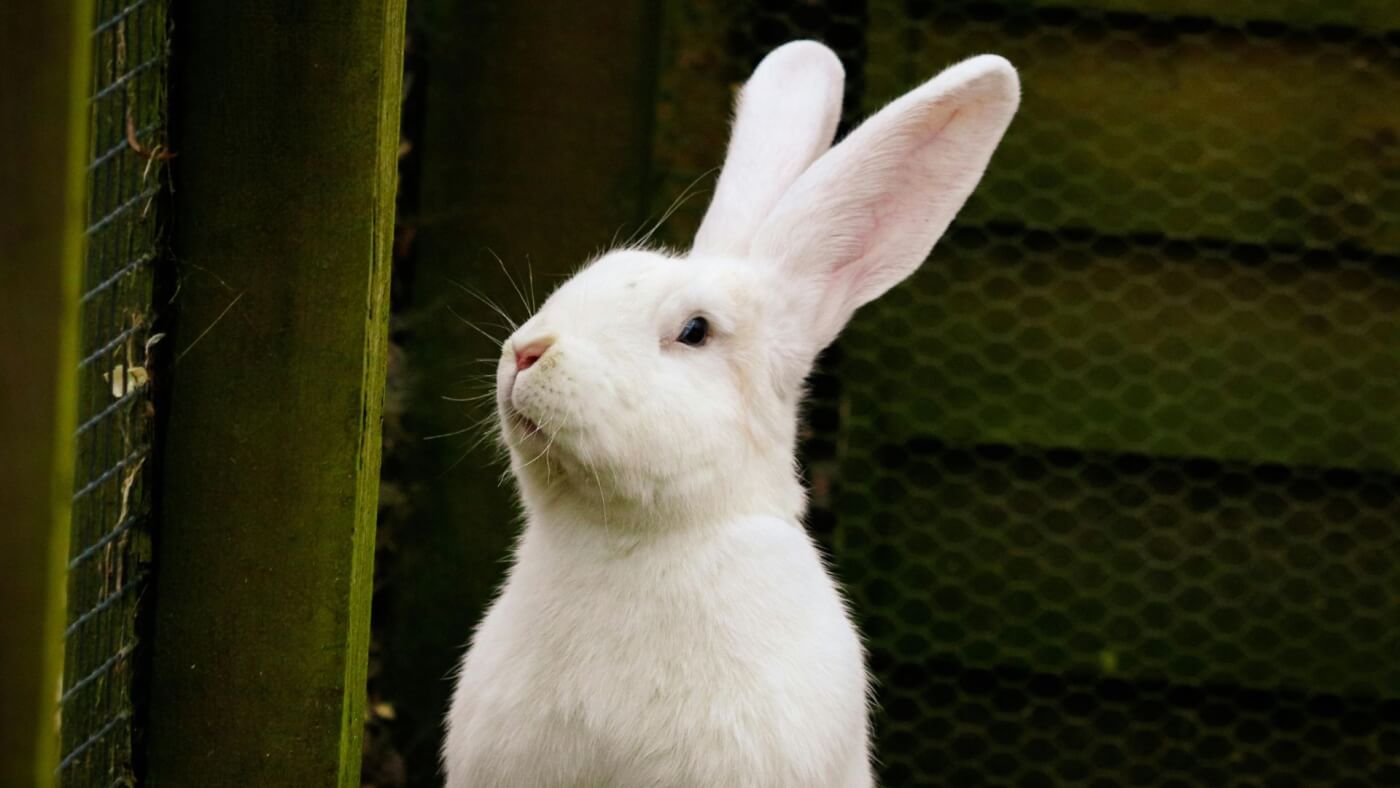 38 Rabbits’ Spines Crushed in “Human Posture” Study