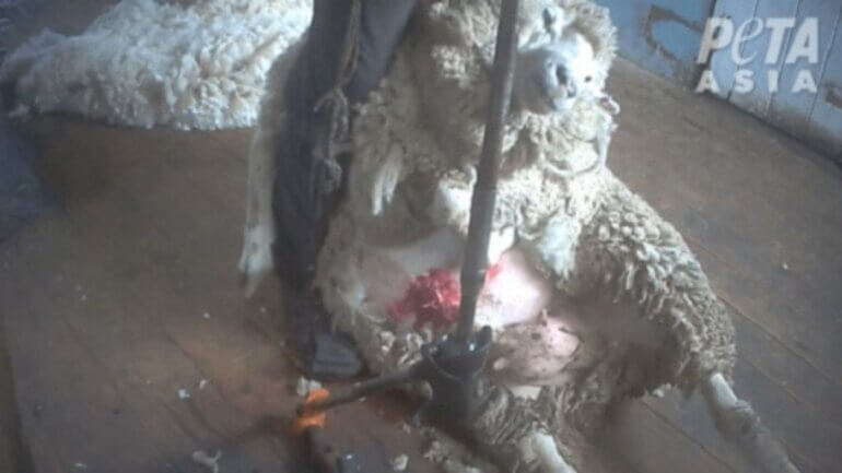 An injured sheep being exploited in the woold industry
