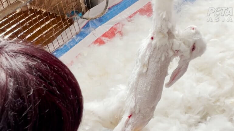 A rabbit having their fur ripped out on an angora farm