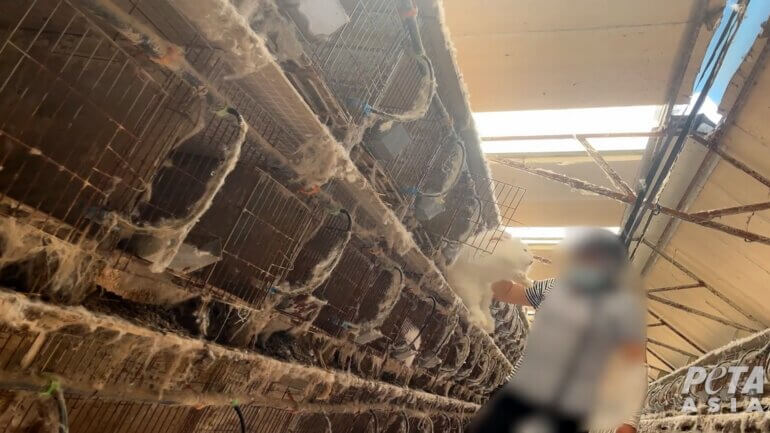 Rabbit cages on an angora farm