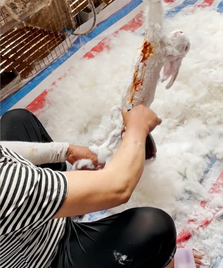 A rabbit having their hair ripped out in a Chinese angora farm