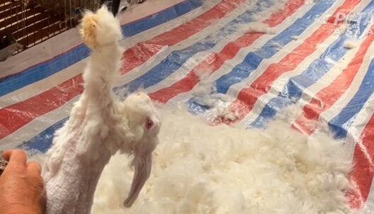 A rabbit having their fur ripped out on an angora farm