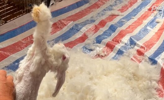 A rabbit having their fur ripped out on an angora farm