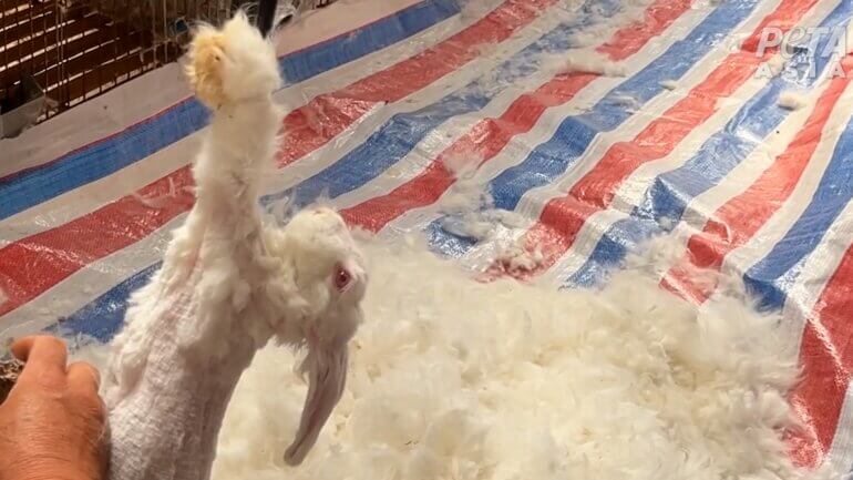A rabbit having their fur ripped out on an angora farm