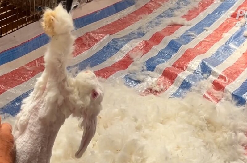 A rabbit having their fur ripped out on an angora farm