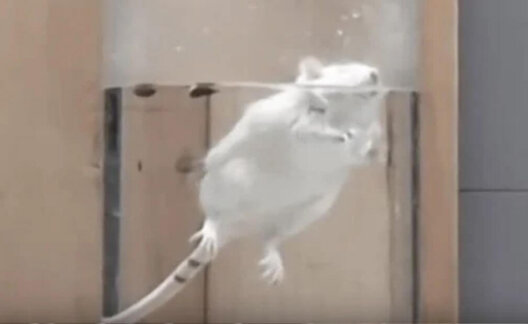 A mouse being forced to swim in the UK lab