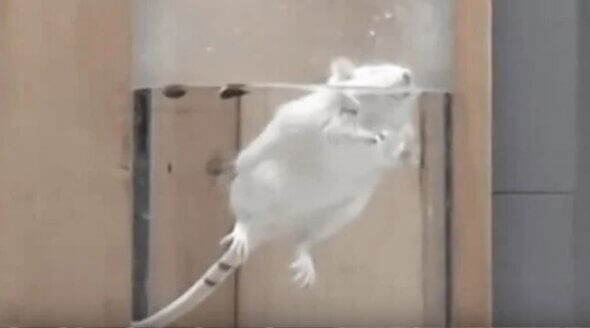 Mice Forced to Swim in Near-Drowning Experiments More Than 200 Times in 2024
