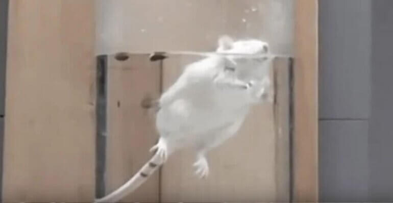 A mouse being forced to swim in the UK lab