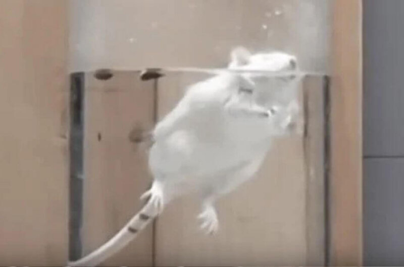 A mouse being forced to swim in the UK lab