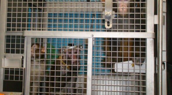 Help PETA End Experiments on Monkeys!