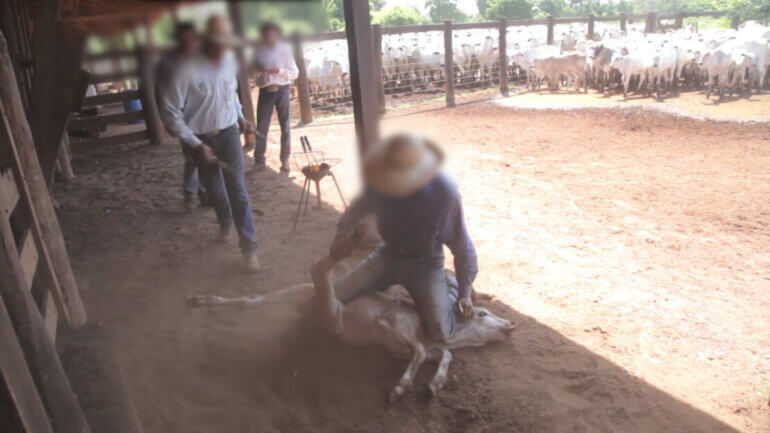 A cow being branded on the fact with a hot iron at a leather tannery