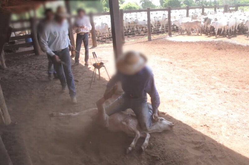 A cow being branded on the fact with a hot iron at a leather tannery