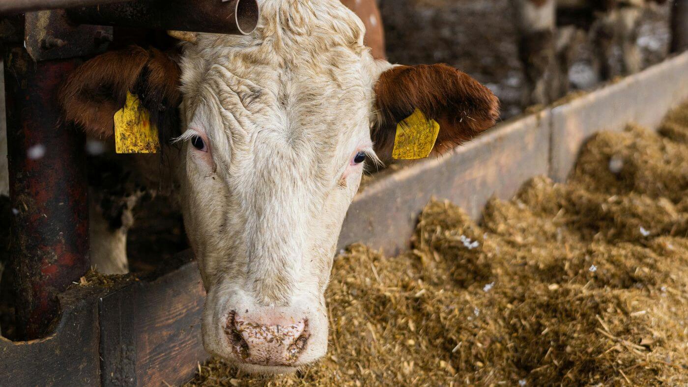 A cow in a farm eating hay from behind bars