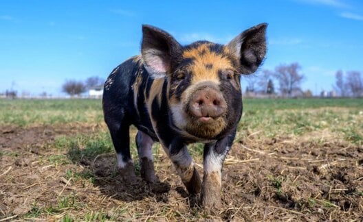A black pig walking on mud and grass in a large field with bright blue sky in the background
