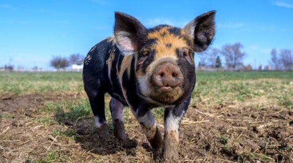 Good News! Chichester Festival Theatre Stops Serving Pig Flesh After PETA Plea