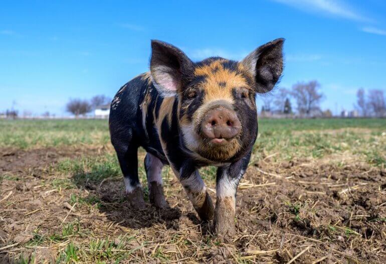 A black pig walking on mud and grass in a large field with bright blue sky in the background