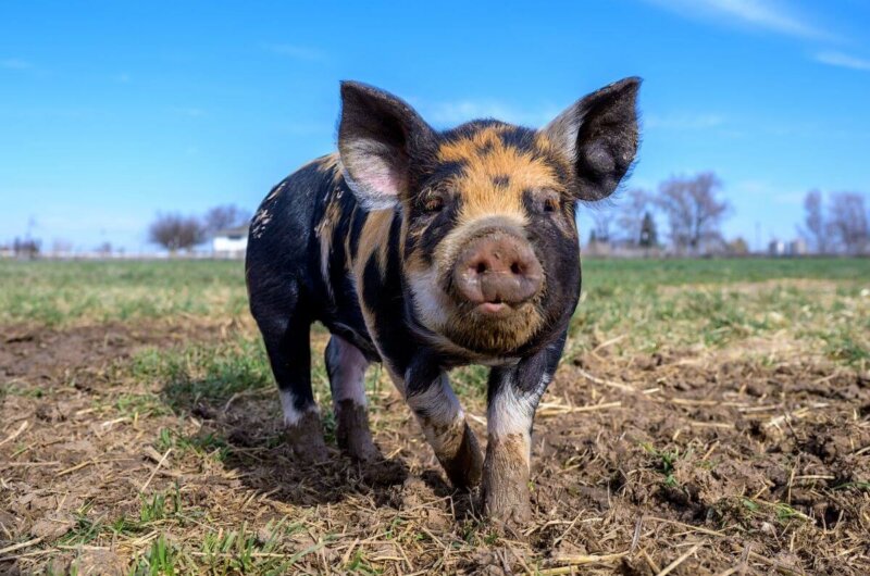 A black pig walking on mud and grass in a large field with bright blue sky in the background