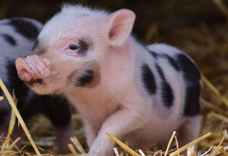 A pink piglet walking through straw