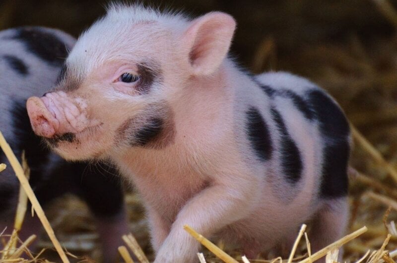 A pink piglet walking through straw