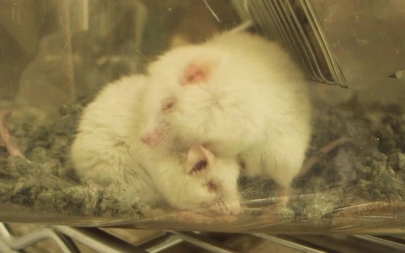 Mice in a cage being used for experiments