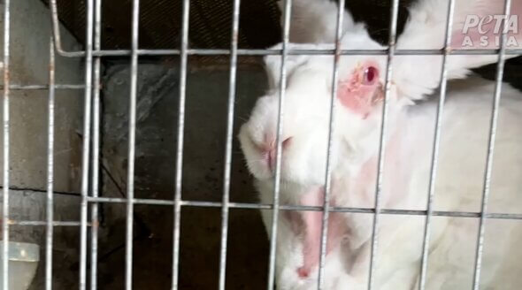 Seriously, Gwyneth Paltrow?! PETA Catches goop Selling Bunny Abuse