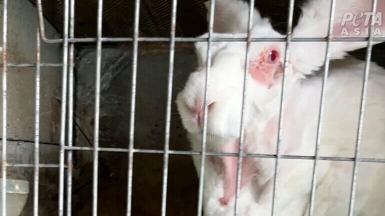 A rabbit in a cage missing some of their fur on a Chinese angora farm