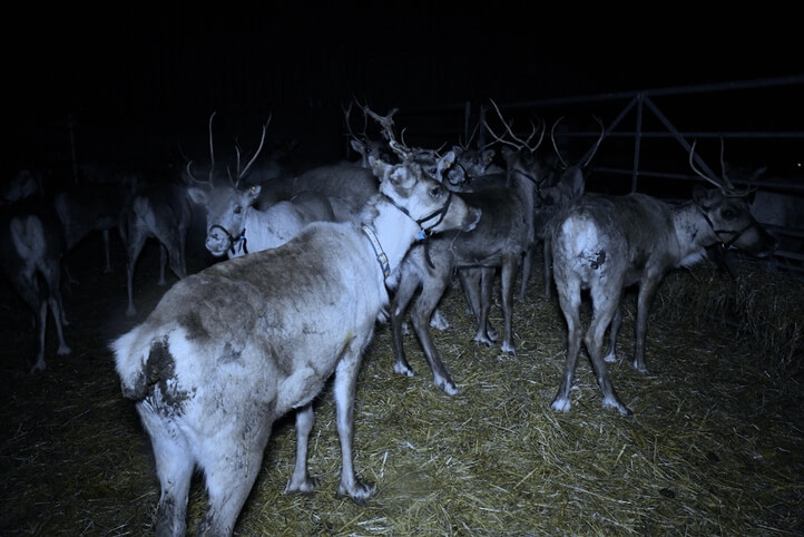 Reindeer in a barn while being used for a display