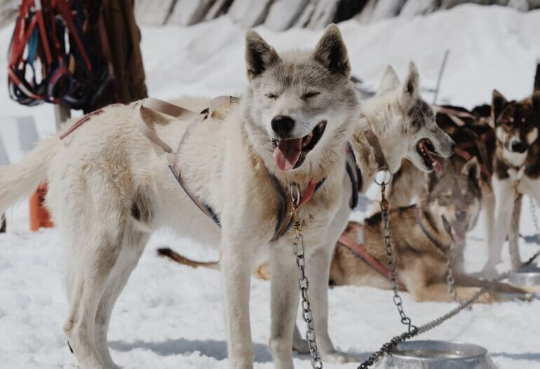 A huskey with a chain round their neck