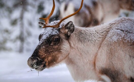 A wild reindeer in the snow